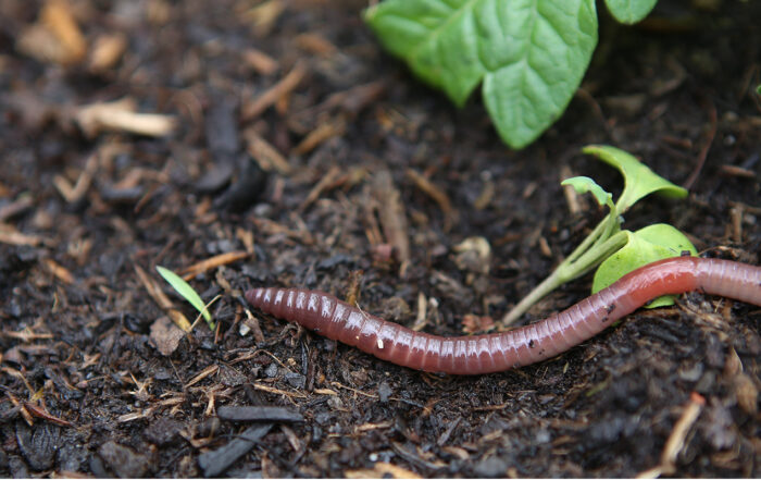 Do-I-Need-To-Add-Worms-To-My-Compost-Pile